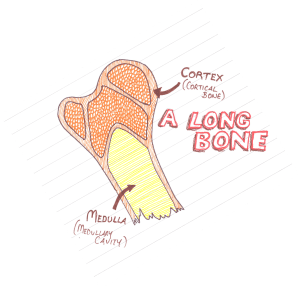 Long Bone Section Long Bone Section