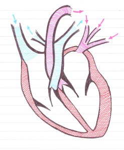 The Canine Heart The Canine Heart