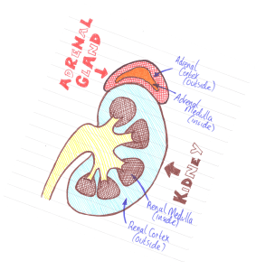 Kidney & Adrenal Gland Kidney & Adrenal Gland