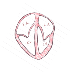 Chambers of the Heart Heart Chambers