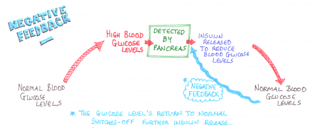 Negative Feedback Mechanism