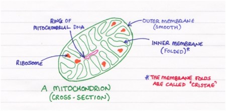 Parts of the Mitcohondrion